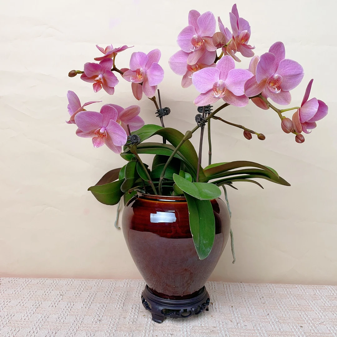 桦艺优选【粉鲑鱼】精品蝴蝶兰花卉高雅轻奢唯美高级盆栽绿植观花
