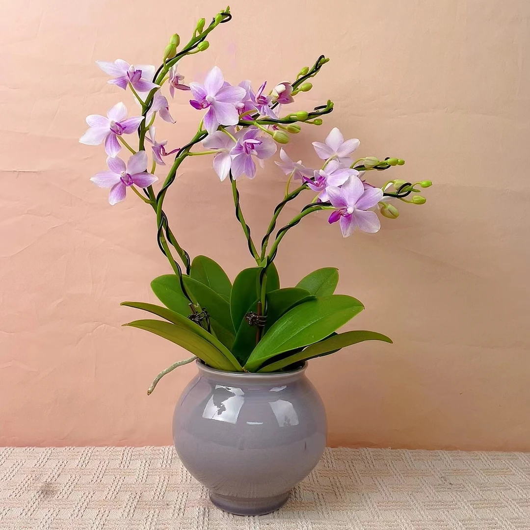 桦艺特惠【蓝宝石】蝴蝶兰轻奢室内绿植花卉艺术高级盆栽植株很好养