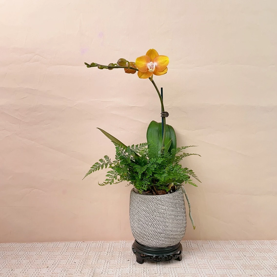 桦艺臻选【拉斯维加斯】蜡质花蝴蝶兰轻奢绿植花卉艺术高级盆栽植株