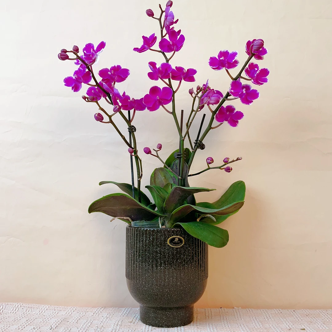 桦艺优选【 满天红】精品蝴蝶兰绿植花卉艺术组盆系列带花带花苞