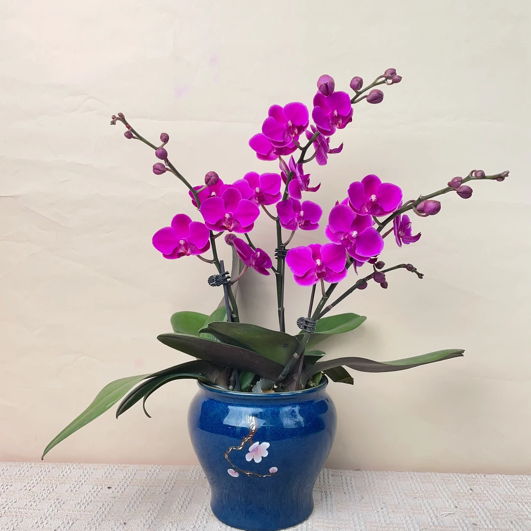 桦艺优选【 满天红】精品蝴蝶兰绿植花卉艺术组盆系列带花带花苞