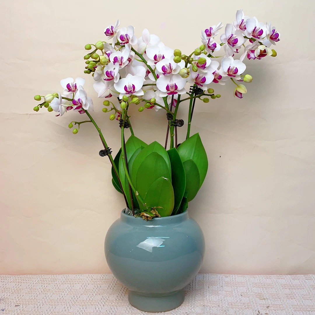 桦艺优选【欧品避风港】蝴蝶兰唯美室内绿植花卉艺术高级组盆栽