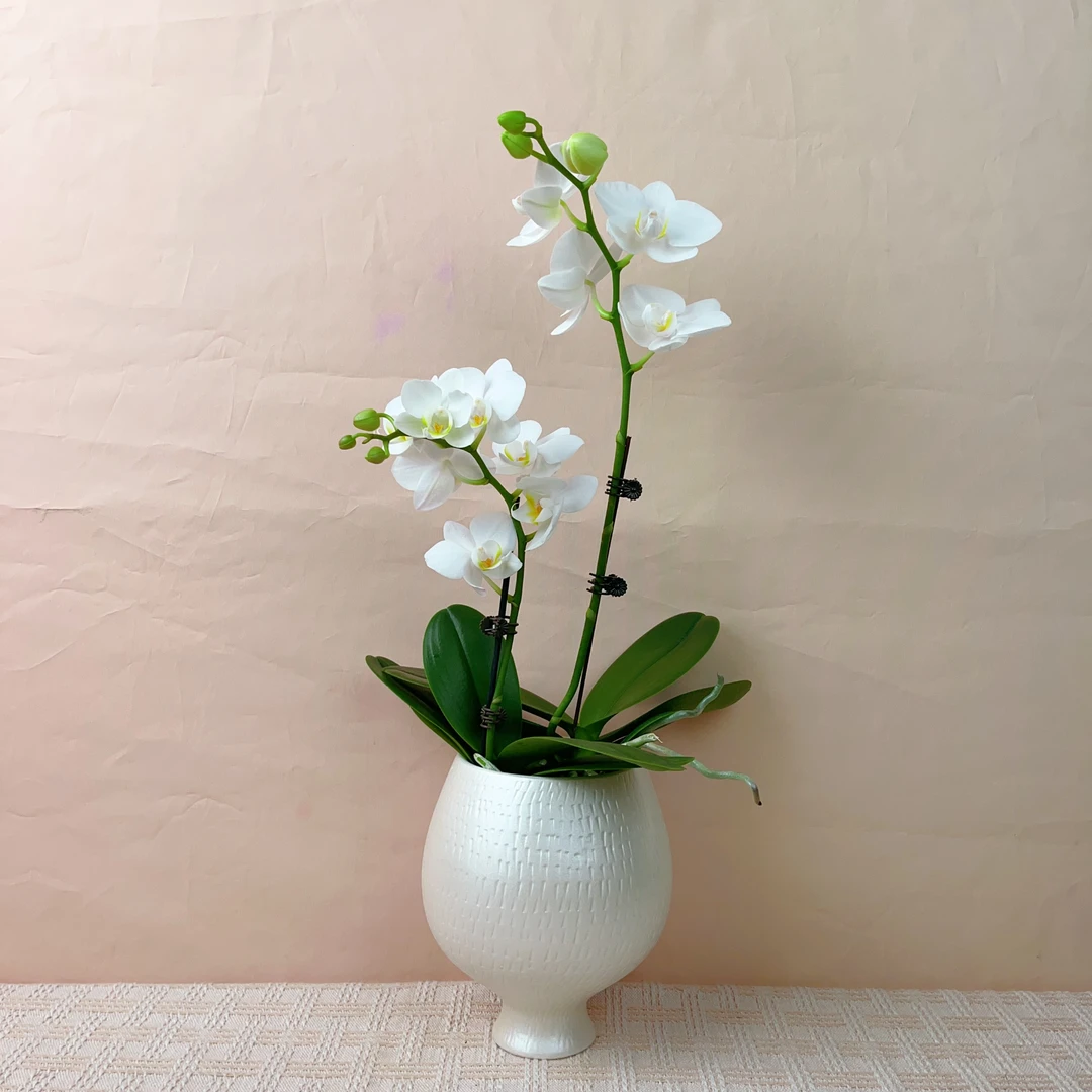 桦艺优选【阿玛】精品蝴蝶兰轻奢室内绿植花卉艺术高级盆栽植株好养