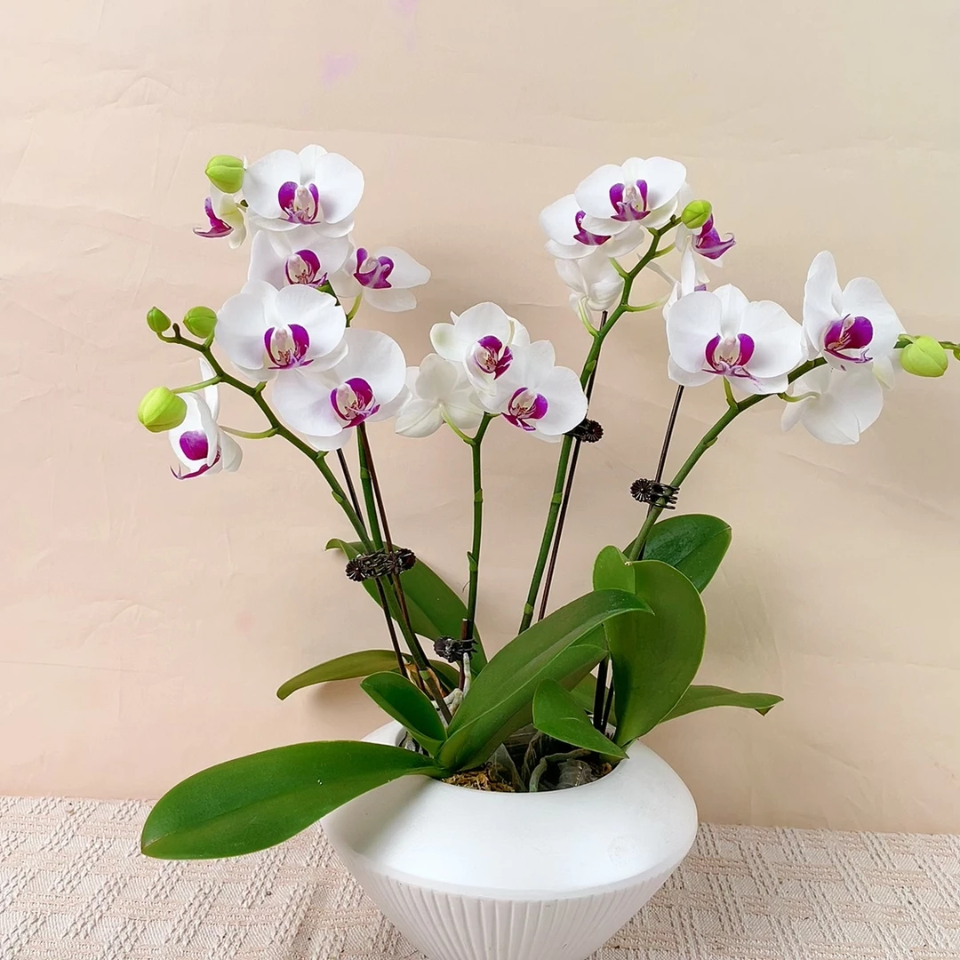 桦艺臻品【雪玉】精品蝴蝶兰轻奢室内绿植花卉艺术高级盆栽植株好养