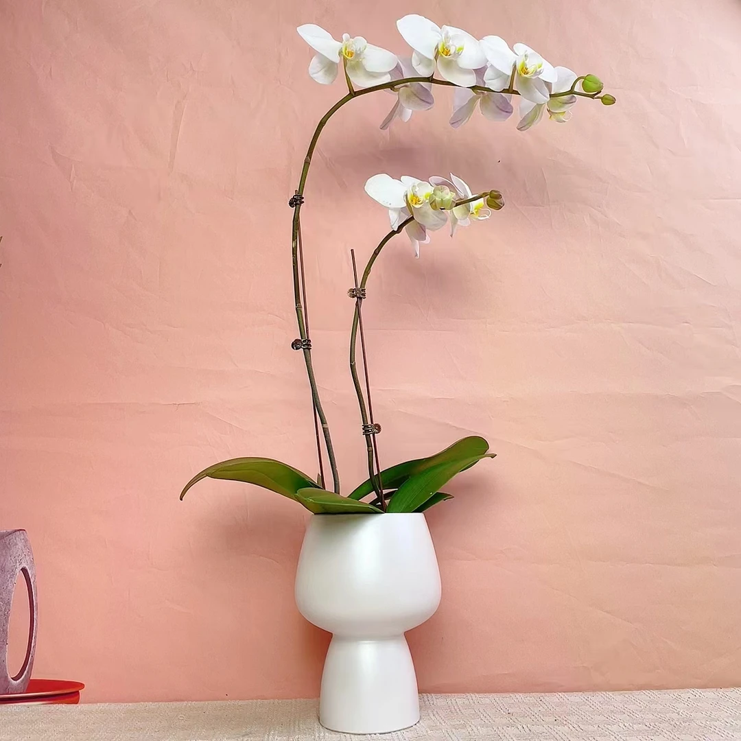 桦艺宠粉【白V精品】蝴蝶兰绿植花卉艺术优雅高级盆栽植株好养活