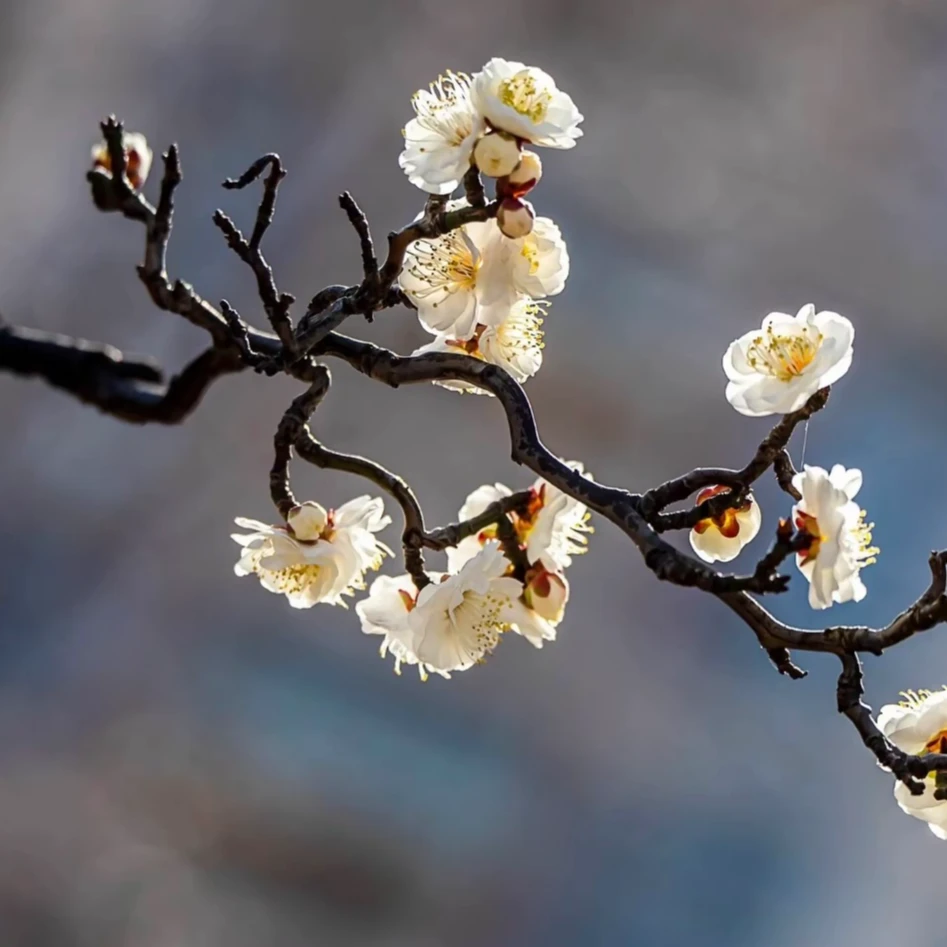 精品老桩原生龙游梅花——千重园艺