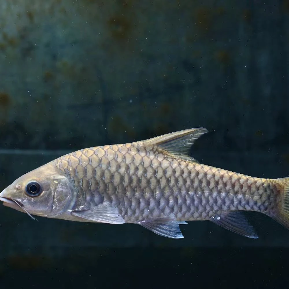 大鳞结鱼蓝色系吉罗鱼活体原生鱼观赏鱼淡水鱼大型鱼