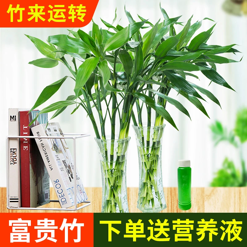 富贵竹水培植物室内盆栽客厅绿萝好养活四季节节高发财观音竹水培