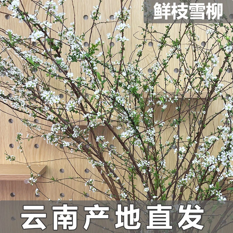 雪柳鲜切枝条耐寒插花遇水发芽植物船长花园植物室内好养易活