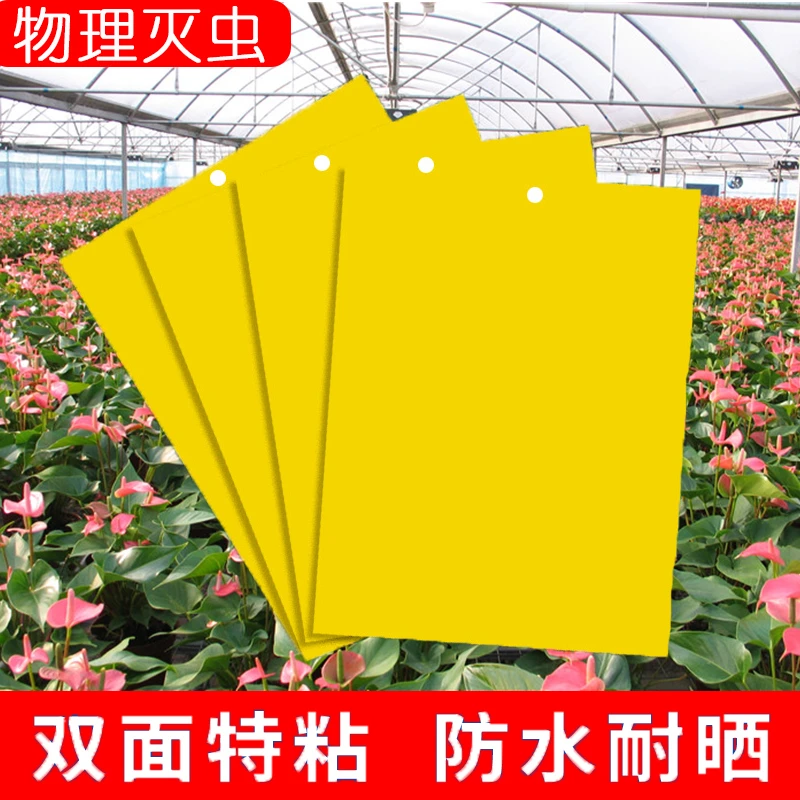 船长花园黄板双面粘虫板蓝板纸贴灭小飞虫粘板果园蓟马大棚园艺用