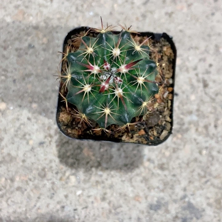 实生虎爪玉仙人球