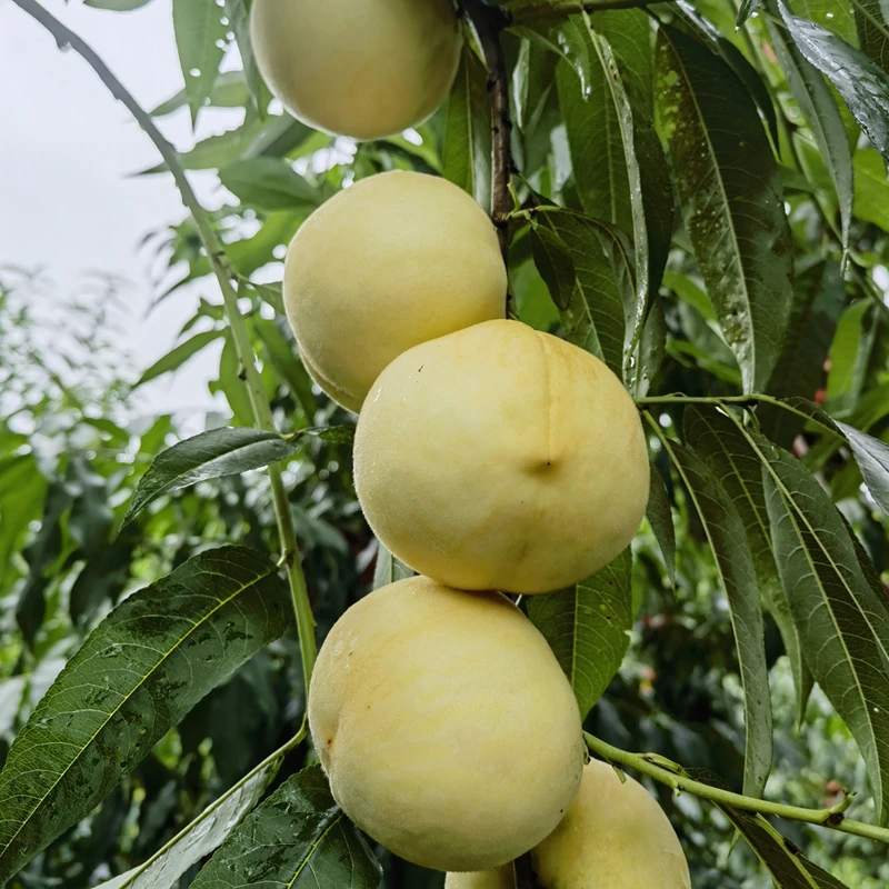 黑涞白如玉桃树嫁接苗正品南北种植白皮白肉脆香甜