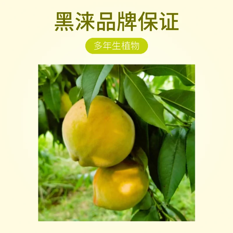 黑涞早熟黄桃树嫁接苗浅红皮黄肉香甜南北可种亩产破万好吃食用