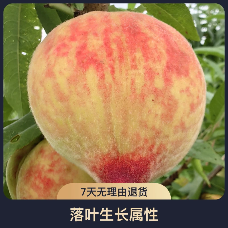 黑涞好吃花果桃观赏性桃花水蜜桃味嫁接苗2年苗南北可种食用