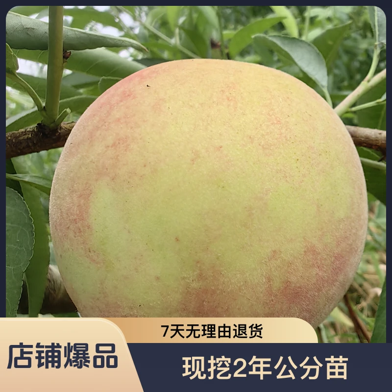 黑涞6月9桃离核早熟晚熟似冬桃水蜜桃味道嫁接苗好吃食用