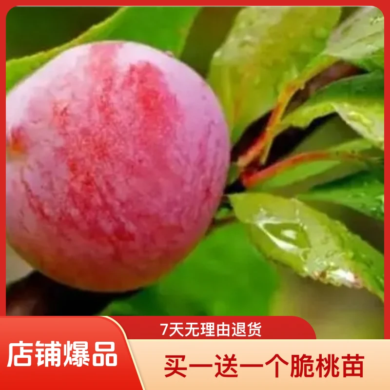 黑涞晚熟红宝石李树嫁接黄肉香甜好种南北种植买一送一脆桃树小苗