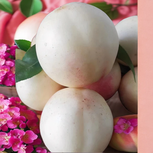 黑涞6月醉桃早熟脆甜离核无毛香桃树苗农场庭院种植