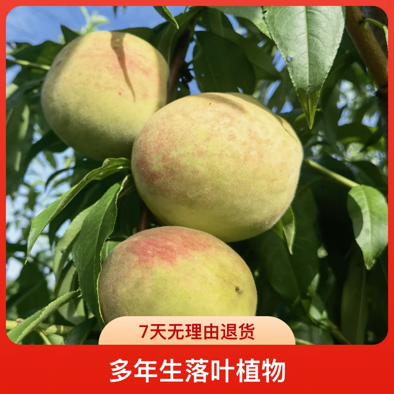 黑涞8月脆桃母树嫁接苗清脆香甜似蜜桃冬桃味南北种好吃食用落叶