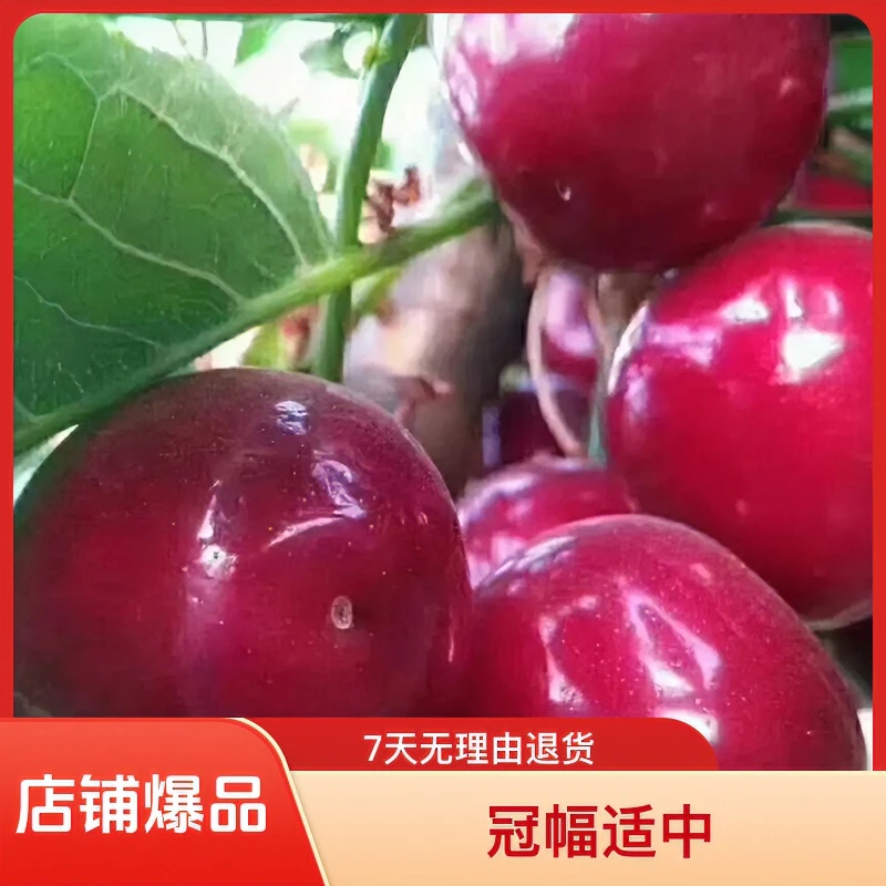 车厘子新品种红灯笼嫁接苗适合北方及高山地种植3株起售好看食用