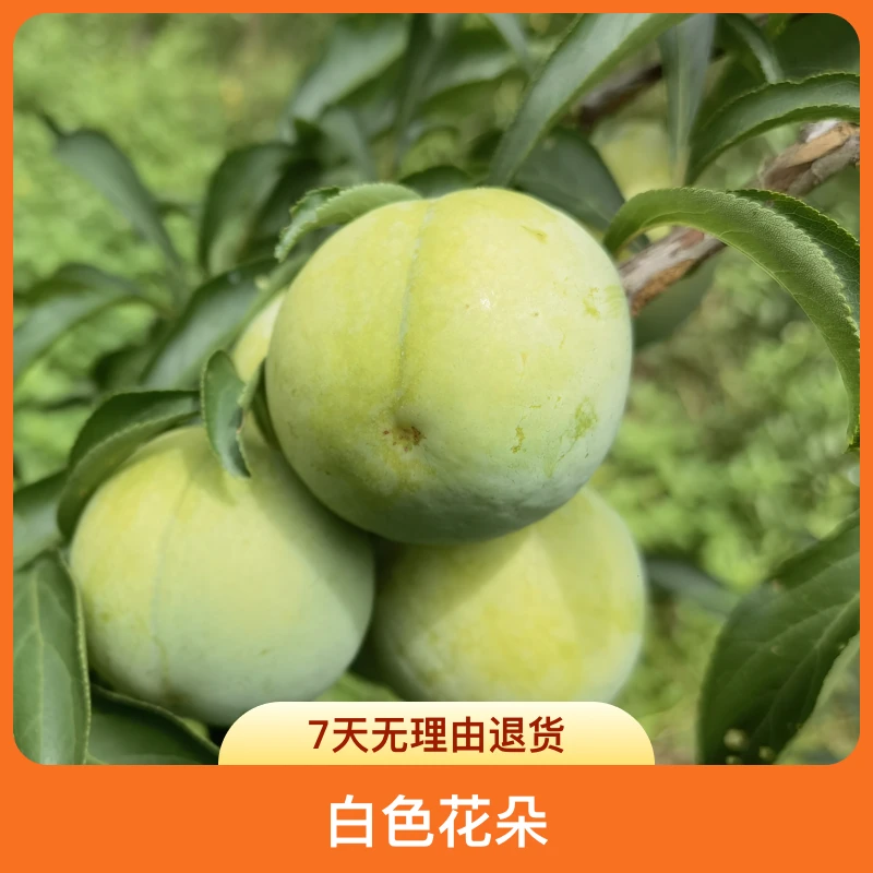 黑涞中晚熟脱骨蜜脆李树嫁接苗南北种植好吃香甜