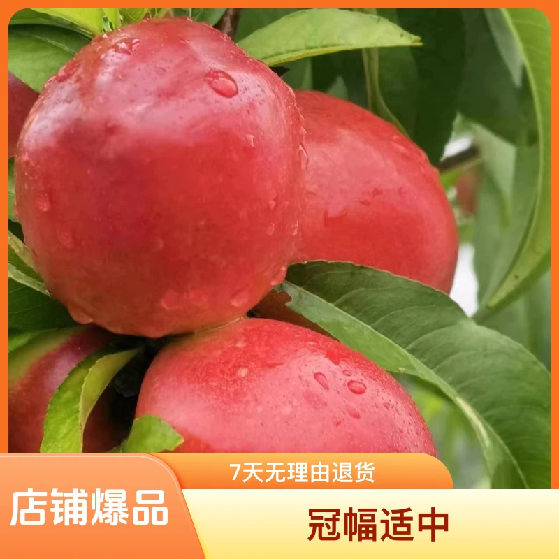 黑涞红桃123早中晚3色正版嫁接树苗脆香甜好吃好种南北种植