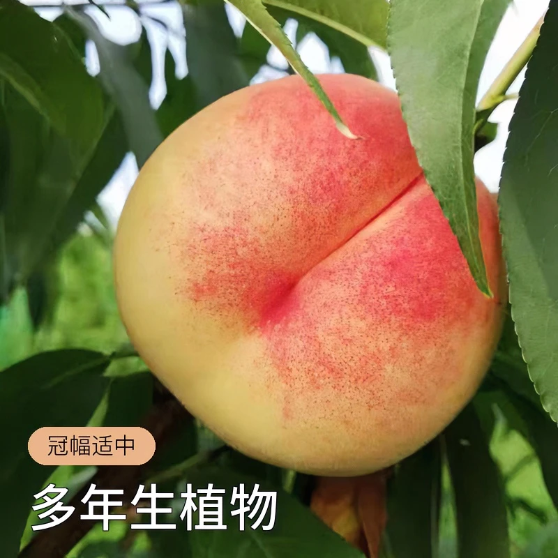 黑涞晚熟正品水蜜桃树8月甜嫁接苗南北地栽盆栽亩产破万好看食用