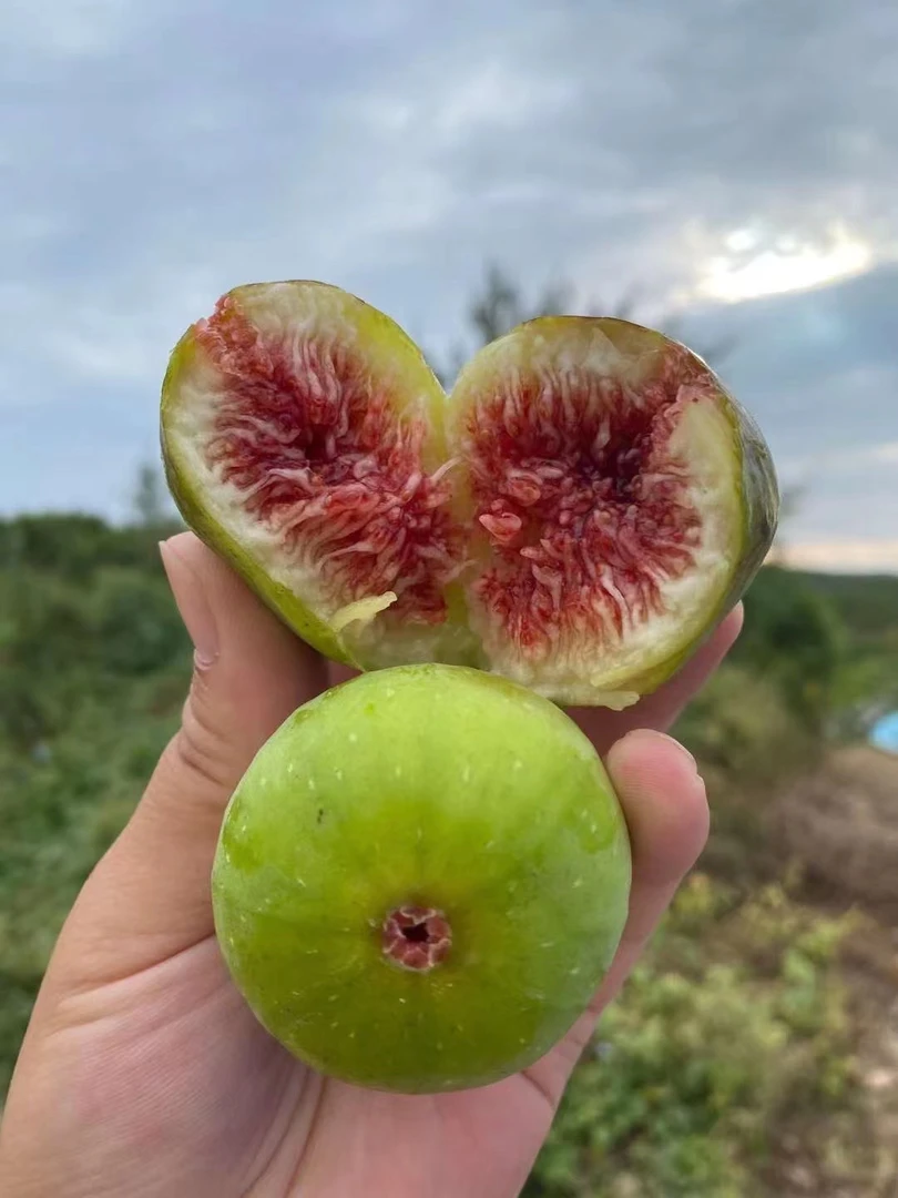 威海青皮无花果3斤(净重2.8左右）5斤装(净重4.7左右）