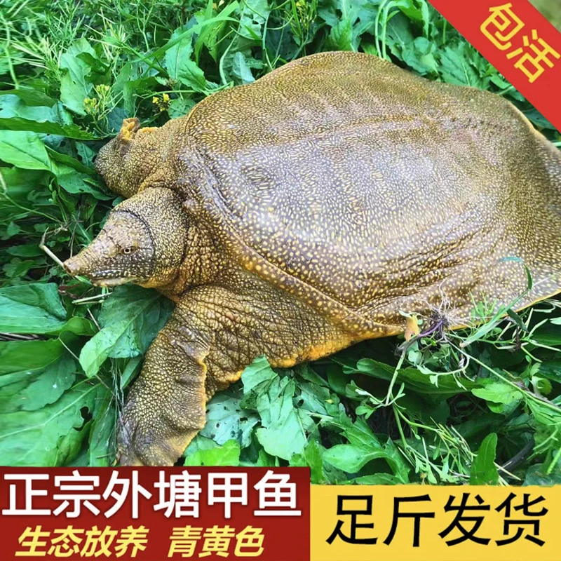 鲜活老甲鱼养殖老鳖水鱼王八到手2只 顺丰冷链包活
