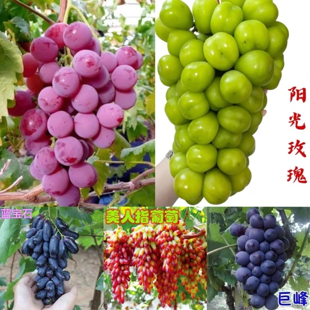 葡萄树苗，品种搭配