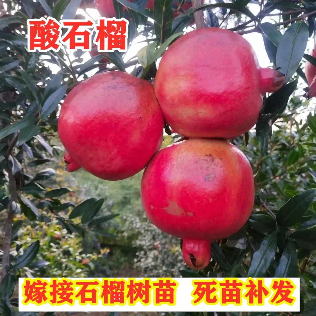 建水酸石榴树苗庭院盆栽地栽种植酸石榴苗果树苗南方北方当年结果