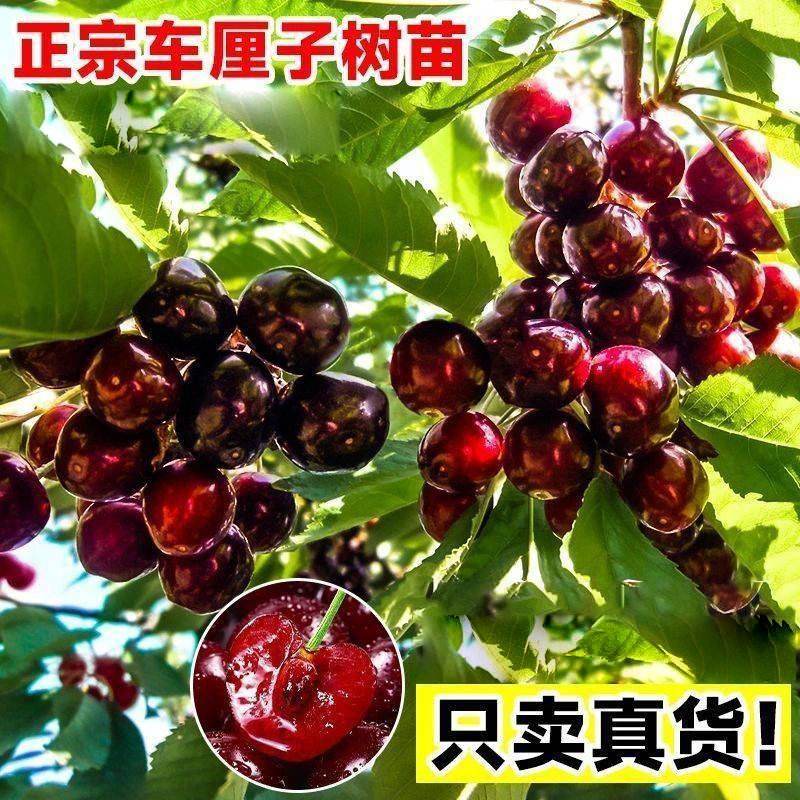 车厘子树苗樱桃树苗南方北方种植盆栽地栽庭院果树矮化大樱桃树苗