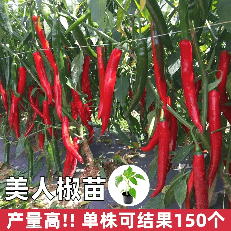 19.9十棵寿光香辣美人椒苗特辣辣椒苗四季盆栽蔬菜红线椒海椒辣椒