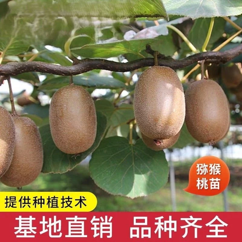 红心猕猴桃耐寒耐热猕猴桃树苗雌雄同株盆栽地载室内猕猴桃树