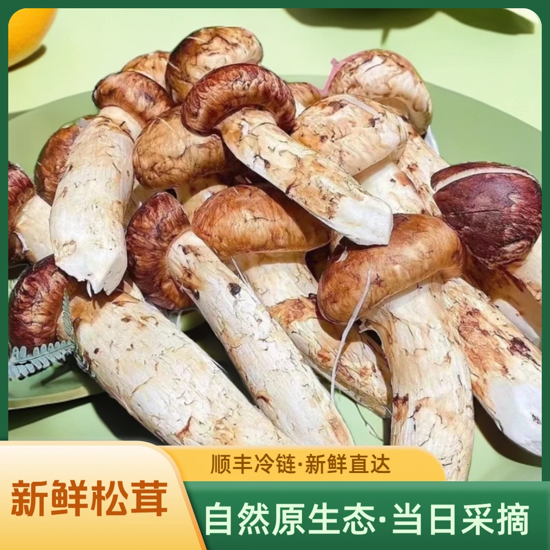 新鲜松茸高山采摘刺身煲汤碳烤四川雅江营养天然顺丰包邮500克