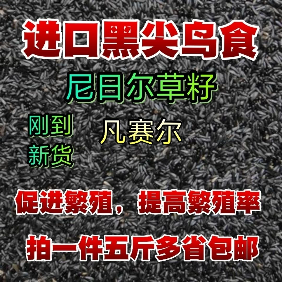 进口黑尖尼日尔天然草籽，鸟食料中的鱼子酱
