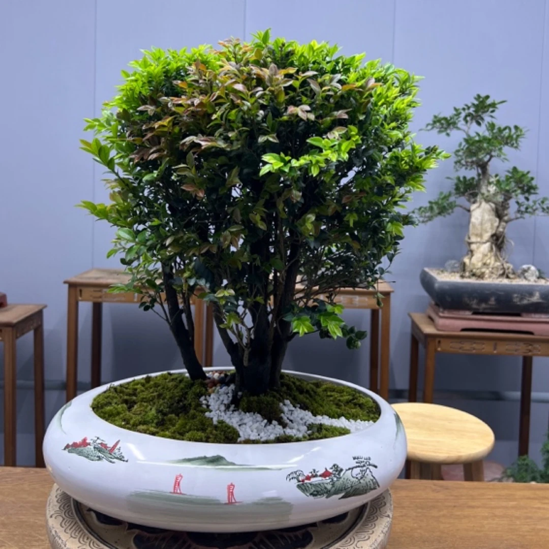 小叶紫檀盆景绿植盆栽茶室内办公桌面树苗花卉老桩植物四季好养活