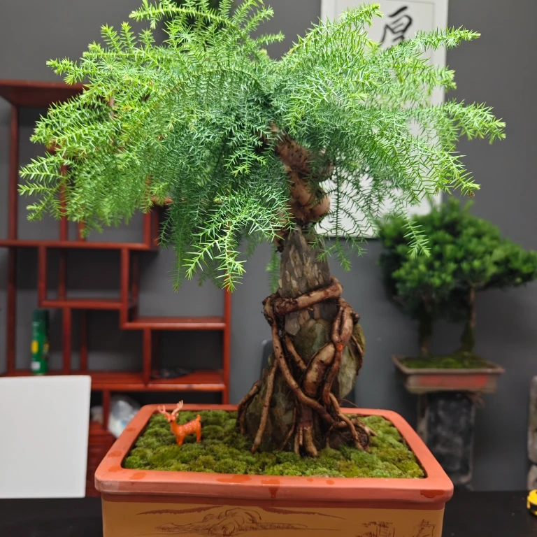 澳洲杉抱石盆景造型庭院办公室不老松盆栽提根澳大利亚杉客厅室内