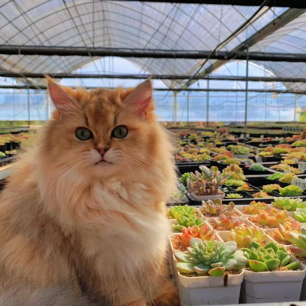 B十二花房精品量拍