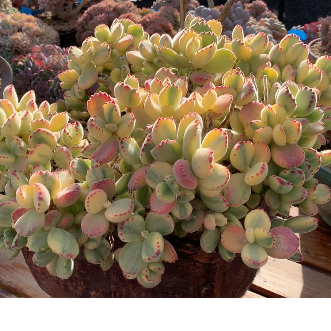 A十二花房量拍链接