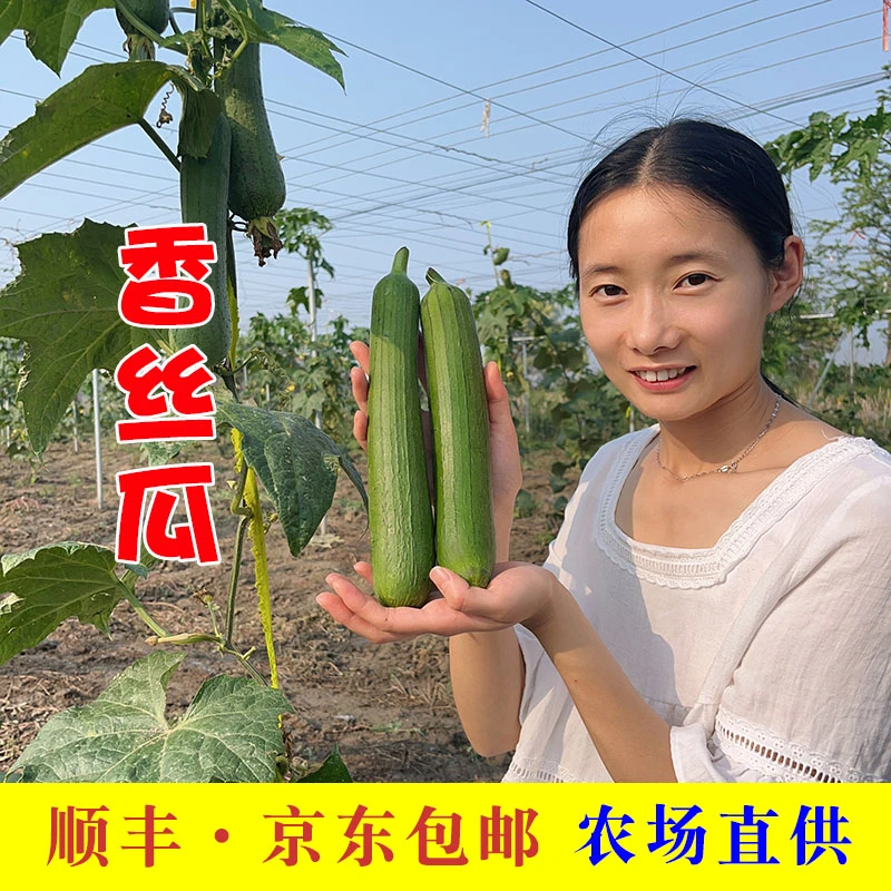 晓玲农场新鲜奶油丝瓜香丝瓜短粗丝瓜长丝瓜3斤/5斤顺丰京东包邮