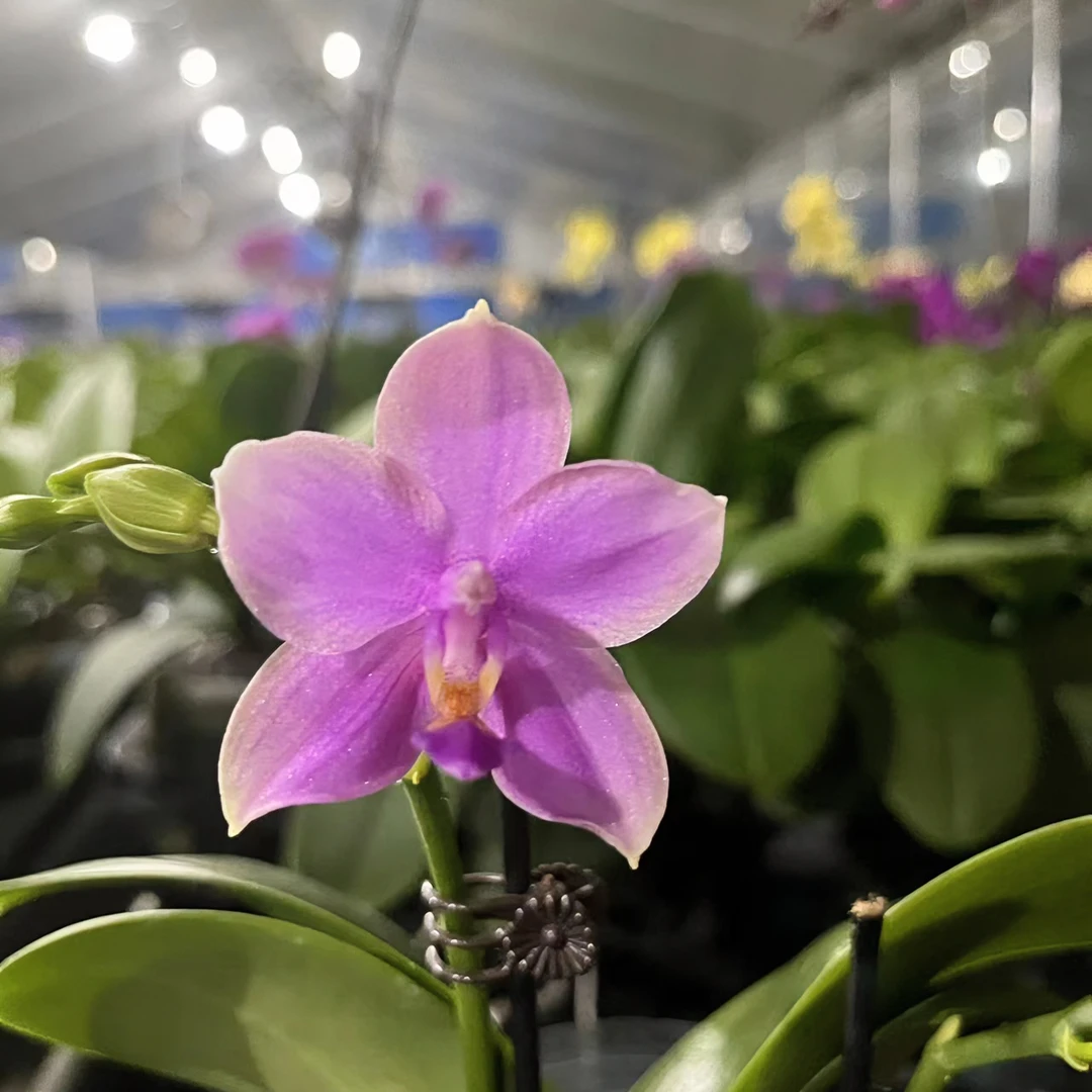 【香奈儿】拍1发2 带香味的2.8寸杯