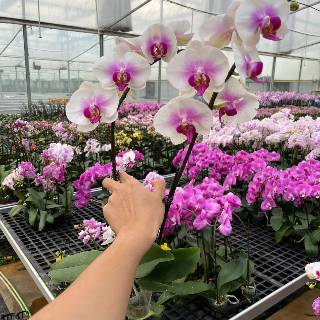 【福利款婚纱2.8杯】