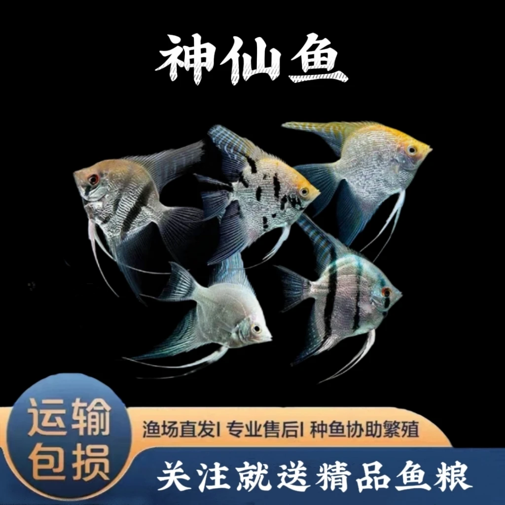 神仙燕鱼 观赏鱼活体小鱼观赏鱼精品饲养混养水族养殖发货