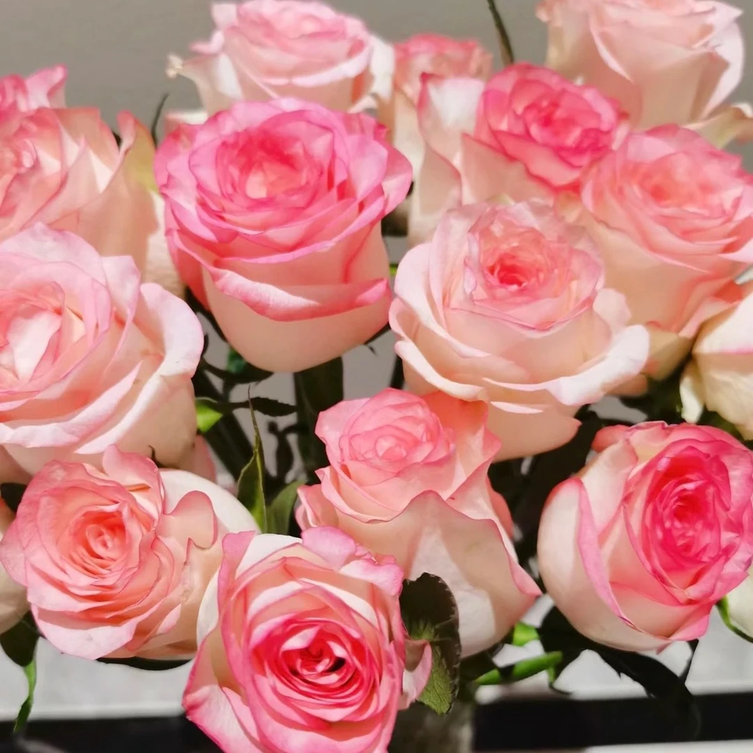 【花之物语】艾莎玫瑰 包邮