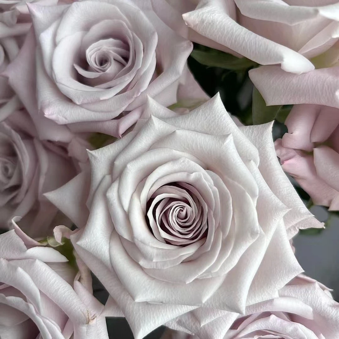 【花之物语】曼塔单头玫瑰 包邮