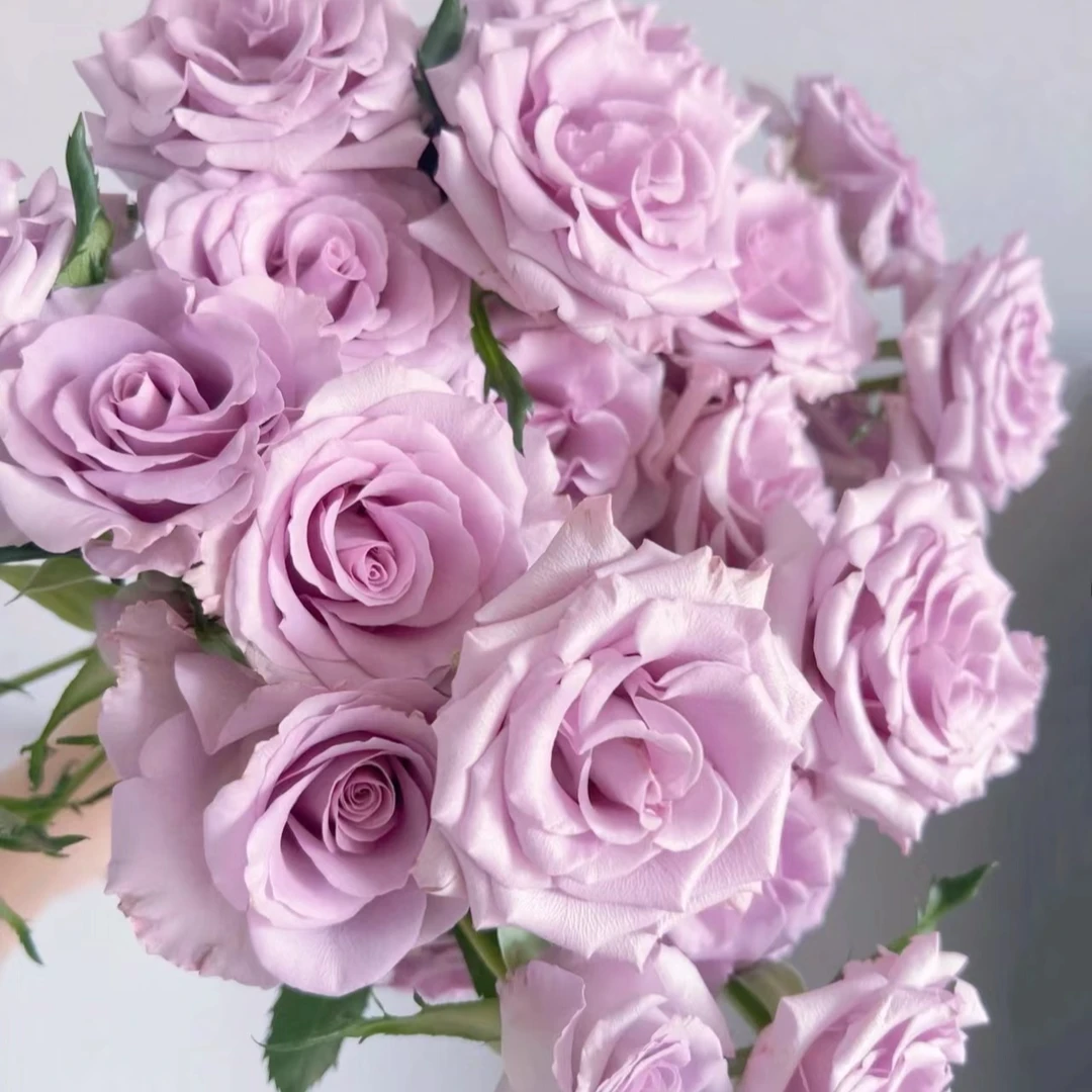 【花之物语】九星蓝狐多头玫瑰 包邮