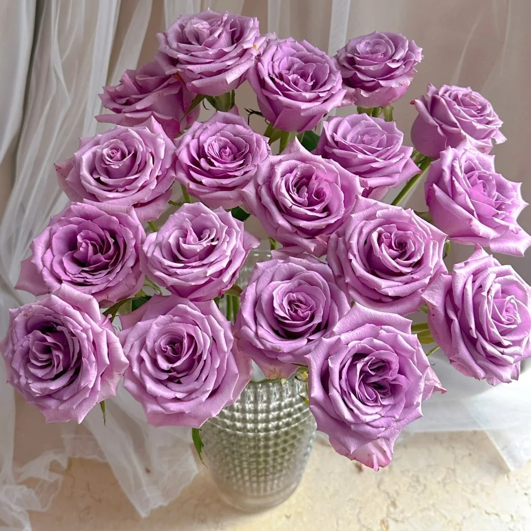 【花之物语】紫霞仙子单头玫瑰 包邮