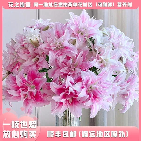 无品牌【伊莎贝拉】云南新鲜百合花客厅水养插花包邮（偏远地区除外）
