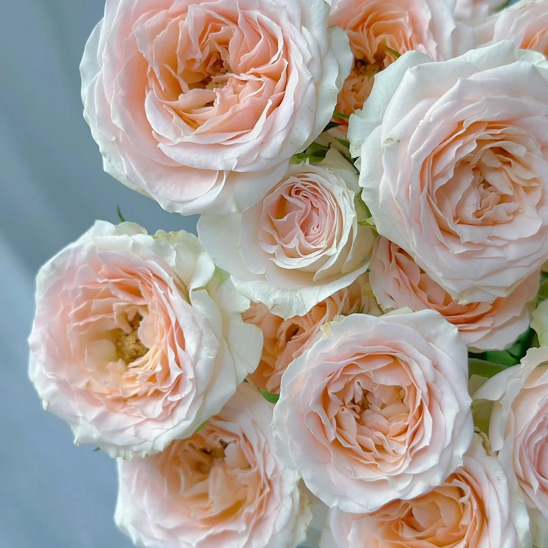 【花之物语】桑赛尔多头玫瑰 包邮