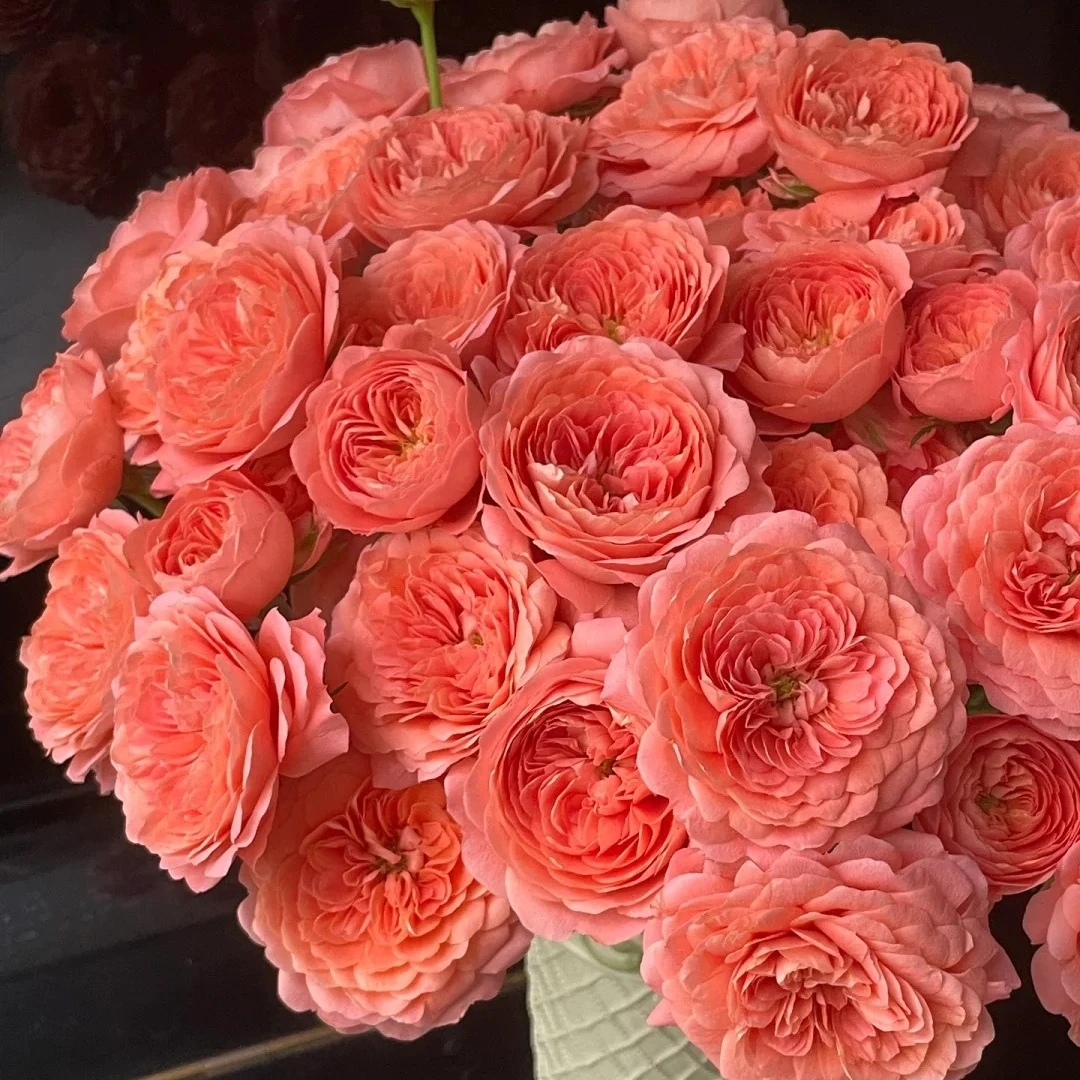 【花之物语】杏色果汁多头玫瑰鲜花包邮